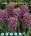 hyacinth Purple Sensation.jpg